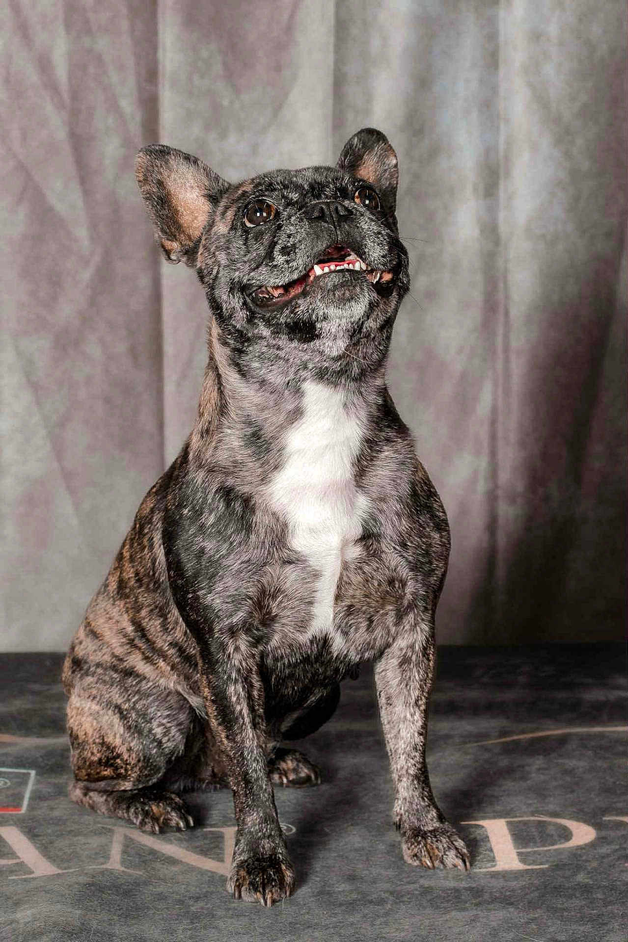 Shiva participe au concours pour gagner de l'argent avec cette photo : dog, french_bulldog, brindle, pet, animal, sitting, indoor, portrait, cute, canine, looking_up, smiling, ears_up, fur, closeup, background, studio, expression, domestic_animal, companionship