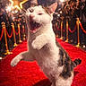cat, red_carpet, celebrity, photographers, flash, glamour, star_light, feline, posing, event, celebration, crowd, rope_barrier, night, spotlight, fur, whiskers, smiling, paw, stage