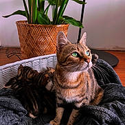 Gaya a rejoint le concours — aidez-le/la à gagner de superbes lots ! cat, kitten, tabby_cat, green_eyes, wicker_basket, blanket, plant, woven_basket, indoor, pet, feline, striped, animal, cozy, resting, fur, wooden_floor, houseplant, domestic, cute