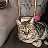 Gaya a rejoint le concours — aidez-le/la à gagner de superbes lots ! cat, tabby, green_eyes, couch, upholstery, gold_trim, tufted_backrest, furniture, indoor, pet, animal, relaxed, closeup, whiskers, fur, ears, portrait, cozy, resting, pink_fabric