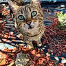 Gaya a rejoint le concours — aidez-le/la à gagner de superbes lots ! cat, tabby_cat, green_eyes, outdoor, mulch, plants, sunlight, shadow, curious, animal, pet, whiskers, close_up, nature, feline, ears, face, ground, daylight, garden
