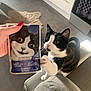 Neiji a rejoint le concours — aidez-le/la à gagner de superbes lots ! animal, architecture, book, brush, building, cat, device, face, furniture, head, indoors, kitten, livingroom, person, pet, photography, portrait, publication, room, tool