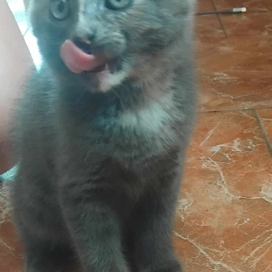 Clochette participe au concours pour gagner de l'argent avec cette photo : animal, blue_eyes, cat, curious, cute, ears, feline, floor_tiles, four_legs, fur, gray_fur, indoor, kitten, nose, pet, playful, small, tongue_out, whiskers, young