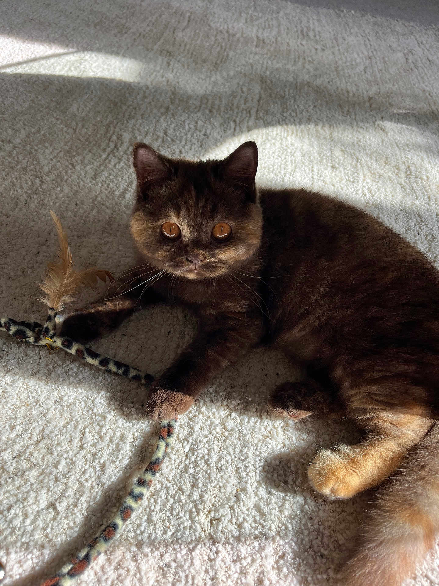 Francis joined the competition — help win amazing prizes! amber_eyes, animal, brown_fur, carpet, cat, claws, closeup, cute, domestic, feather, feline, indoor, mammal, pet, playful, relaxed, shadow, sunlight, toy, whiskers