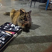 Precious is registered to the contest to win money with this photo: animal, art_supplies, cat, clutter, collar, concrete_floor, craft, curious, floor, fluffy, furniture, indoor, orange_bell, paint_tubes, pet, relaxed, shadow, sitting, tortoiseshell_cat, workspace