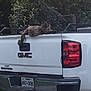 animal, cat, daytime, feline, fluffy, gmc, greenery, license_plate, nature, outdoor, parked_vehicle, pet, pickup_truck, relaxing, resting, tailgate, texas, trees, truck, vehicle