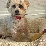 Iris a rejoint le concours — aidez-le/la à gagner de superbes lots ! dog, small_dog, white_fur, pet, pet_bed, cozy, plush_bed, red_collar, collar, rubber_chicken, toy, indoor, textured_wall, portrait, sitting, looking_at_camera, paws, closeup, fur, companion