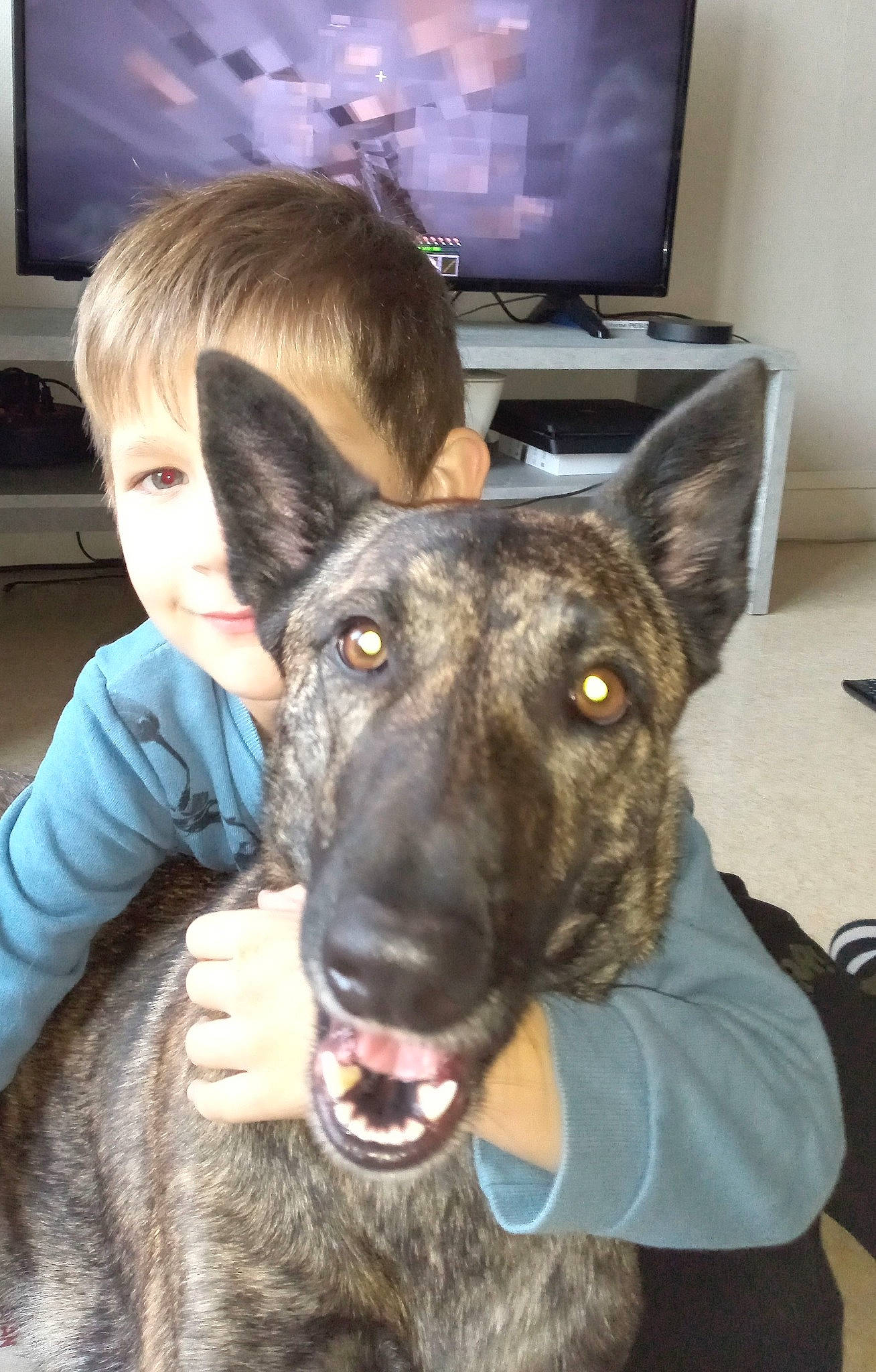 Oxi a rejoint le concours — aidez-le/la à gagner de superbes lots ! belgian_shepherd_malinois, canidae, carnivore, dog, dog_breed, dutch_shepherd_dog, ear, fawn, formosan_mountain_dog, kai_ken, mammal, rare_breed_dog, snout, vertebrate