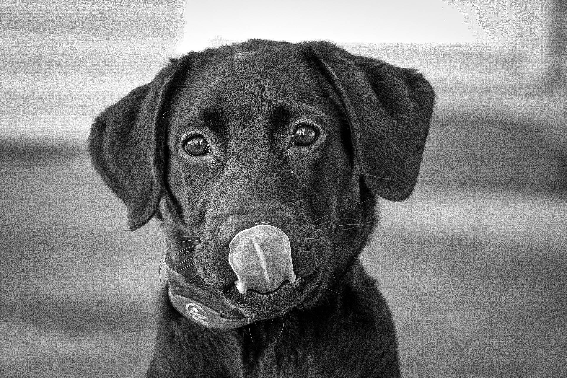 Millie joined the competition — help win amazing prizes! borador, canidae, carnivore, companion_dog, dog, dog_breed, dog_collar, eye, fur, gun_dog, hat, liver, monochrome, monochrome_photography, retriever, snout, sporting_group, style, whiskers, working_animal