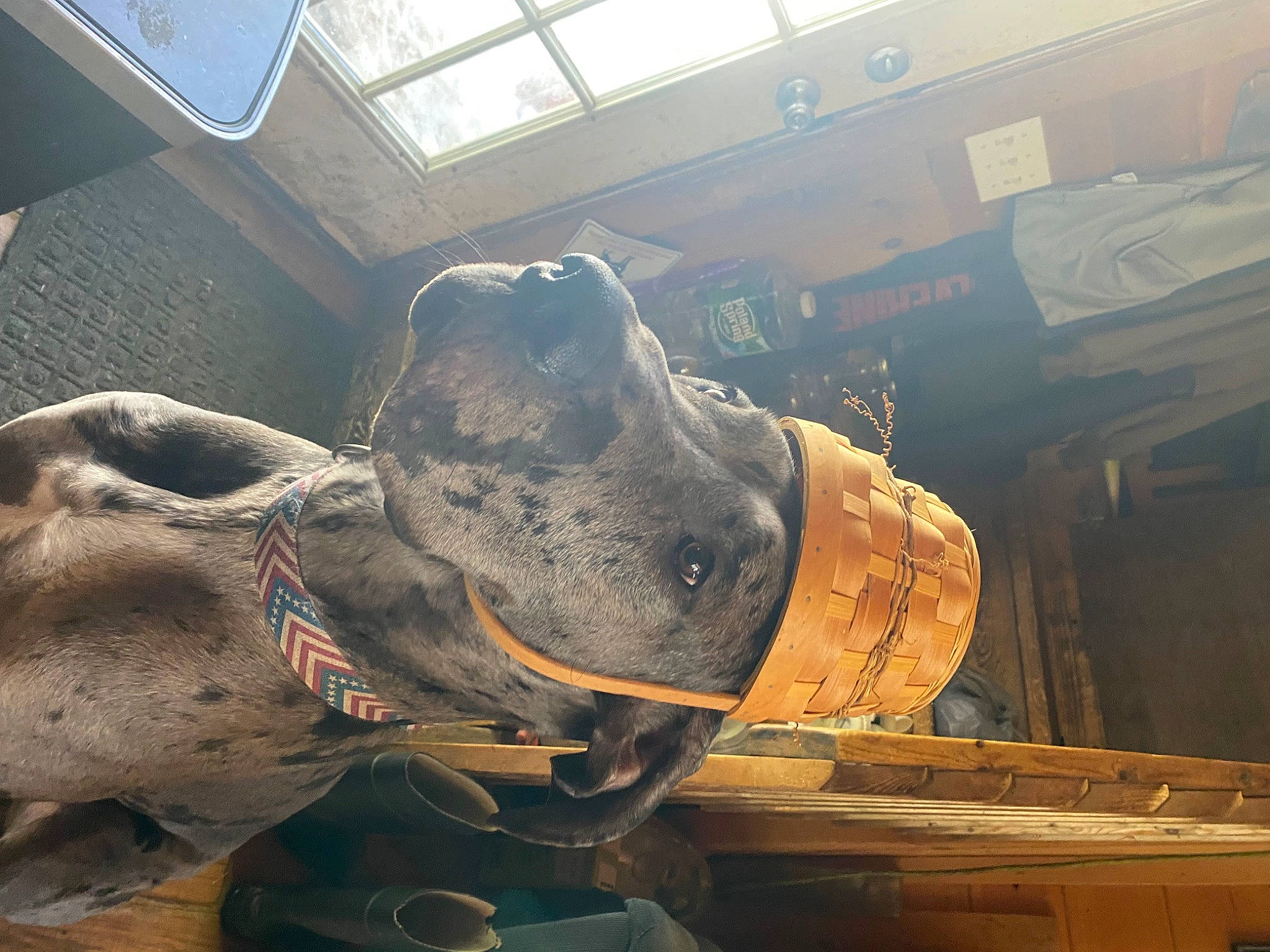 Murray is registered to the contest to win money with this photo: ancient_history, art, artifact, bronze, bronze_sculpture, carnivore, carving, dog, elephant, indian_elephant, machine, metal, sculpture, snout, sporting_group, statue, terrestrial_animal, visual_arts, wood, working_animal