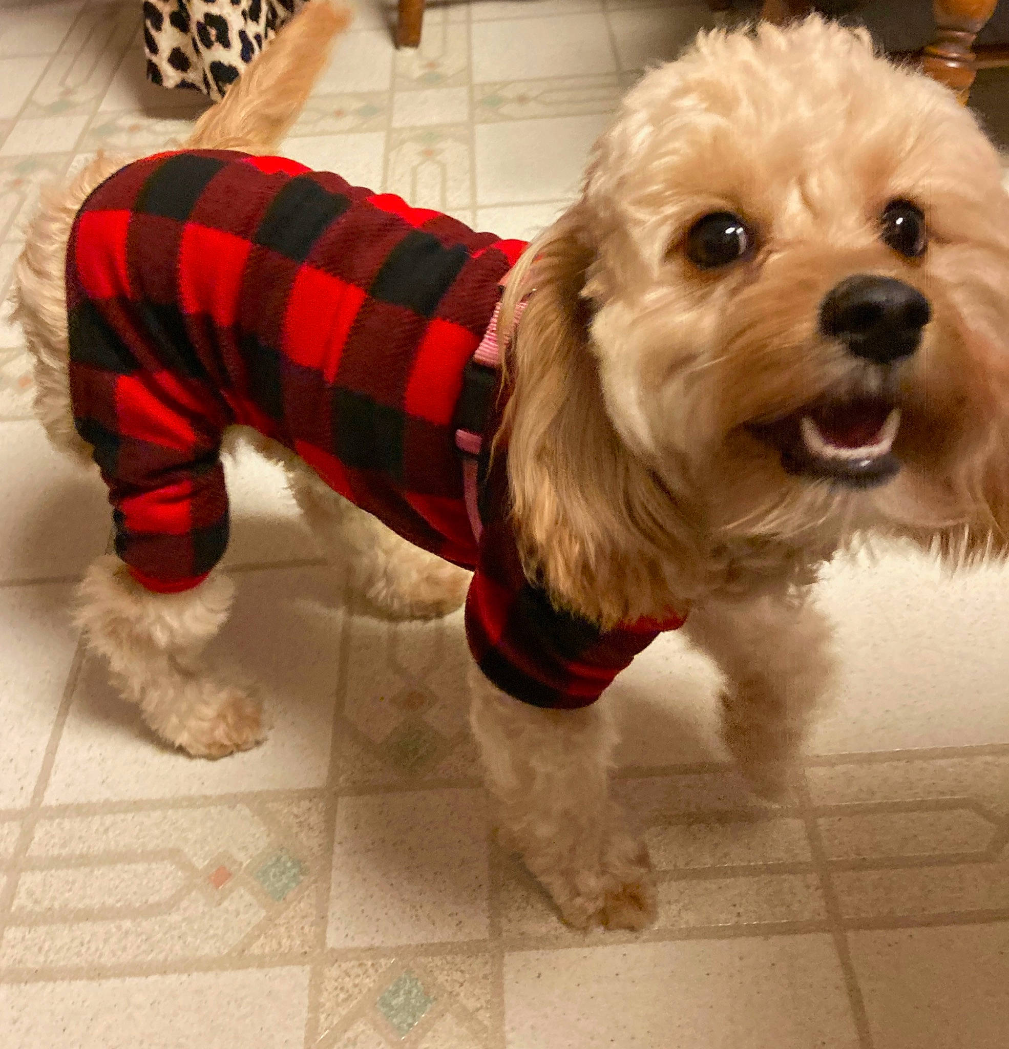 Hazel joined the competition — help win amazing prizes! carnivore, collar, companion_dog, dog, dog_breed, dog_clothes, dog_collar, dog_supply, flooring, fur, pet_supply, plaid, puppy_love, small_terrier, snout, sporting_group, tartan, terrier, toy_dog, working_animal