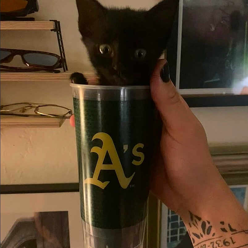 Alluka joined the competition — help win amazing prizes! animal, black_cat, container, cup, cute, eyewear, feline, glasses, hand, holding, indoor, kitten, nail_polish, pet, portrait, shelf, small, tattoo, wall_art, wide_eyes
