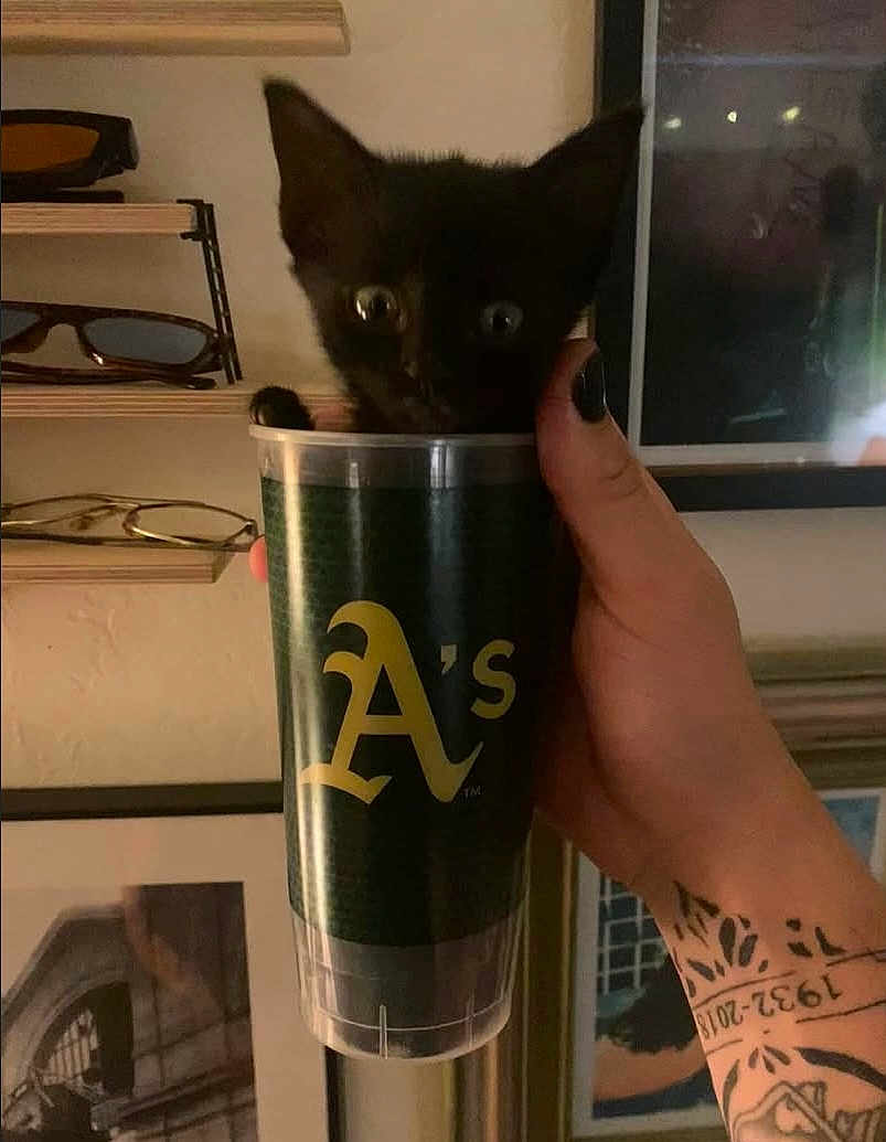 Alluka joined the competition — help win amazing prizes! kitten, black_cat, cup, hand, tattoo, nail_polish, eyewear, glasses, shelf, wall_art, indoor, pet, animal, container, portrait, cute, wide_eyes, holding, feline, small