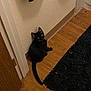 black_cat, kitten, wood_floor, indoor, wall, curious, pet, animal, floor_rug, door, towel, collar, feline, looking_back, domestic_cat, young_cat, flooring, home, cozy, quiet