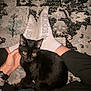 Alluka joined the competition — help win amazing prizes! black_cat, cat, pet, yellow_eyes, person, hand, socks, adidas, black_pants, rug, patterned_rug, indoor, cozy, lap, resting, animal, feline, domestic_cat, companionship, casual