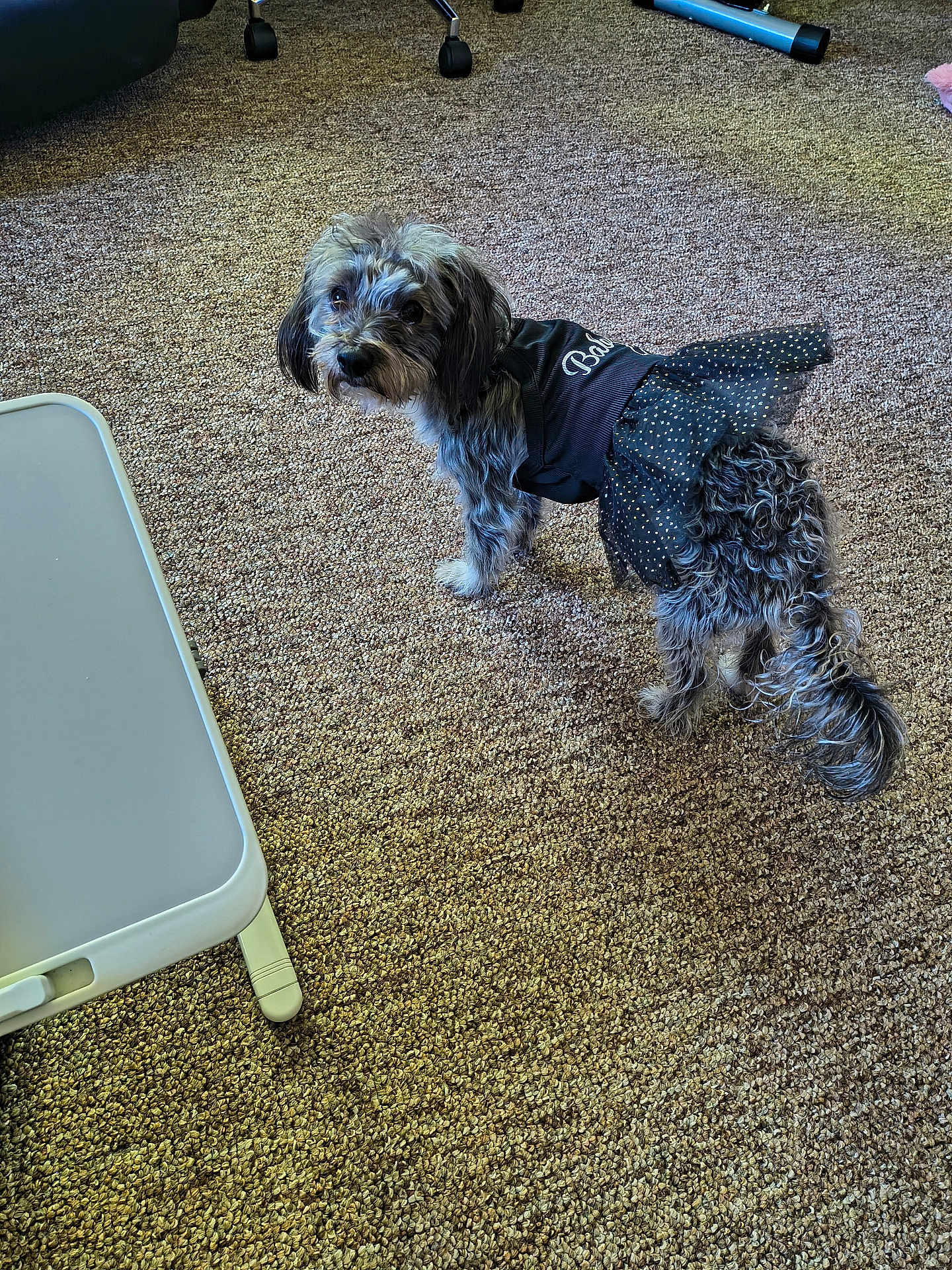 Oreo