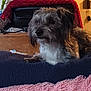 dog, small_dog, indoor, blanket, cozy, fur, pet, resting, home, red_blanket, pink_blanket, wooden_surface, knitted_throw, fur_texture, domestic, comfort, animal, cute, relaxed, household