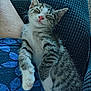 Mitzy joined the competition — help win amazing prizes! kitten, sleeping, tabby, cat, paw, fur, pink_nose, whiskers, cozy, blanket, blue, texture, nap, relaxed, cute, pet, animal, indoor, rest, soft