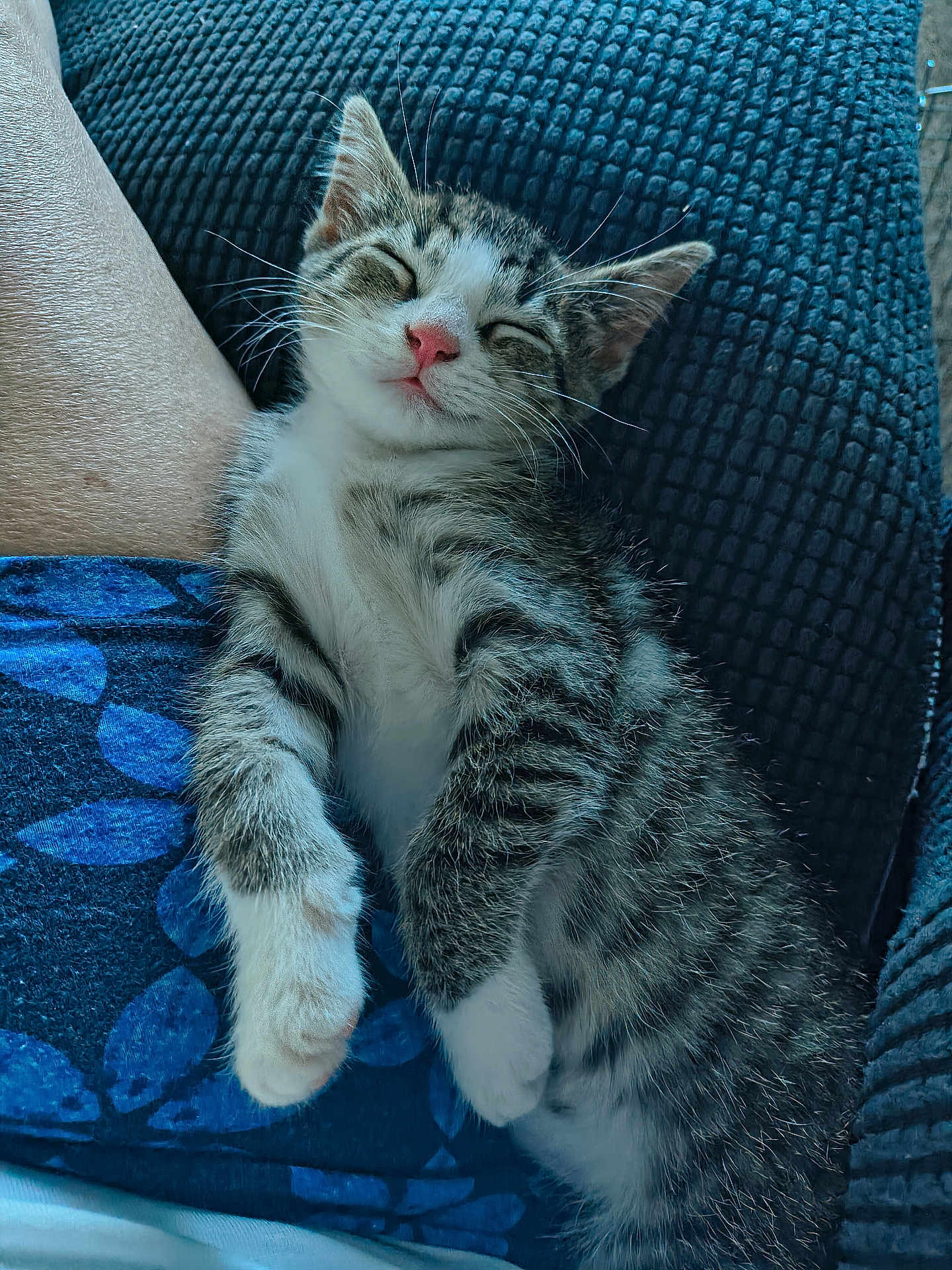 Mitzy joined the competition — help win amazing prizes! kitten, sleeping, tabby, cat, paw, fur, pink_nose, whiskers, cozy, blanket, blue, texture, nap, relaxed, cute, pet, animal, indoor, rest, soft