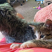 Mitzy is registered to the contest to win money with this photo: dog, kitten, cat, pet, animal, furry, curly_hair, indoor, cozy, blanket, pink, fur, stretching, alert, companion, closeup, soft_light, carpet, home, relaxing