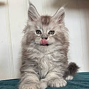 Loki a rejoint le concours — aidez-le/la à gagner de superbes lots ! kitten, cat, fluffy, gray, tongue_out, cute, pet, animal, feline, indoor, young, small, fur, whiskers, ears, paw, sitting, curious, soft, adorable