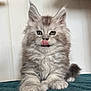 kitten, cat, fluffy, gray, tongue_out, cute, pet, animal, feline, indoor, young, small, fur, whiskers, ears, paw, sitting, curious, soft, adorable