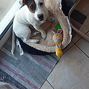 Sam participe au concours pour gagner de l'argent avec cette photo : dog, puppy, pet, white_fur, brown_patches, floppy_ears, wide_eyes, sitting, pet_bed, stuffed_animal, plush_toy, window, indoor, home, floor, tile, rug, sunlight, room, photography