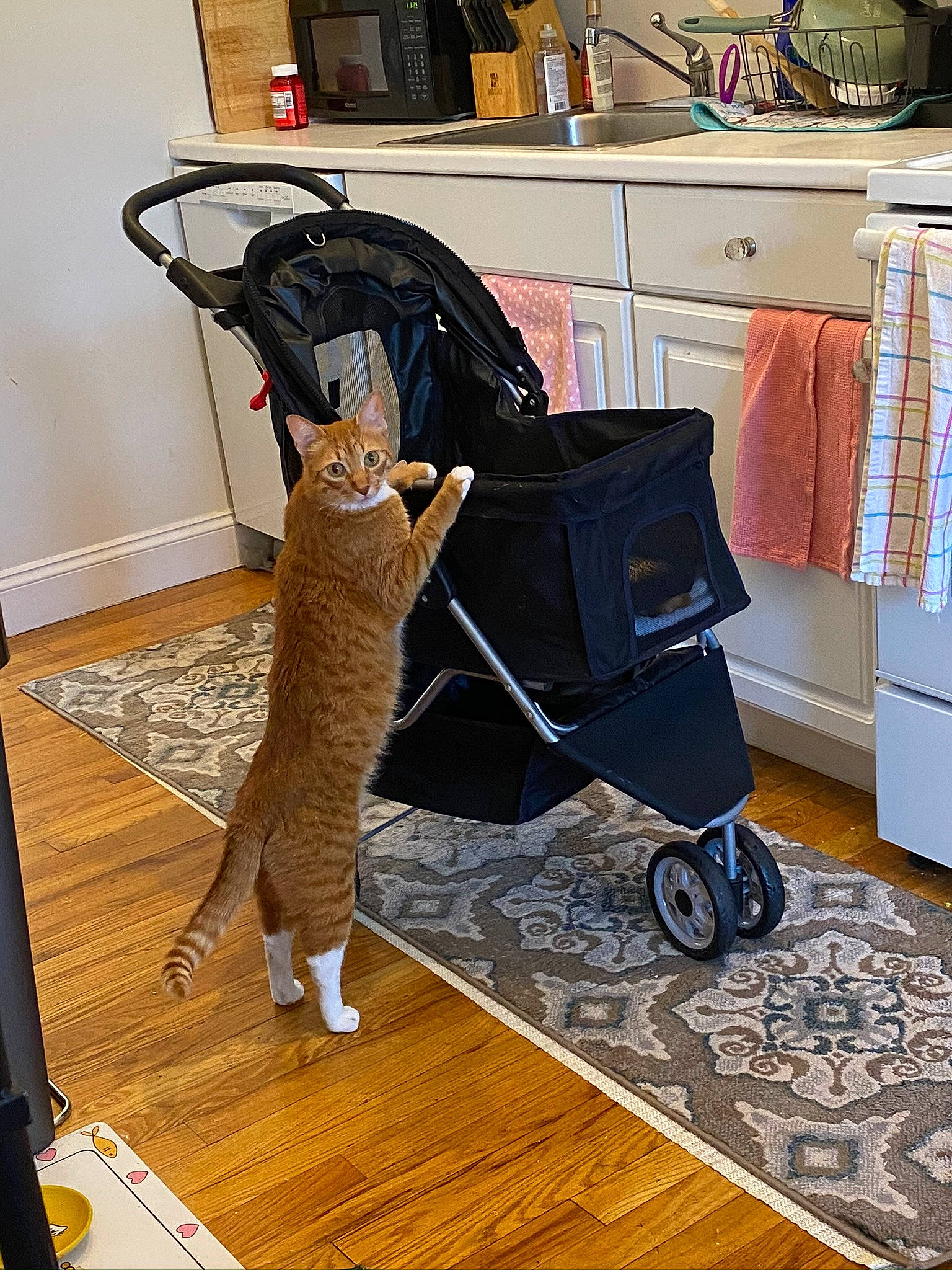 Butch is registered to the contest to win money with this photo: bag, carnivore, cat, comfort, drawer, fawn, felidae, floor, flooring, fur, hardwood, laminate_flooring, luggage_and_bags, shelf, small_to_medium_sized_cats, tail, textile, whiskers, wood, wood_flooring