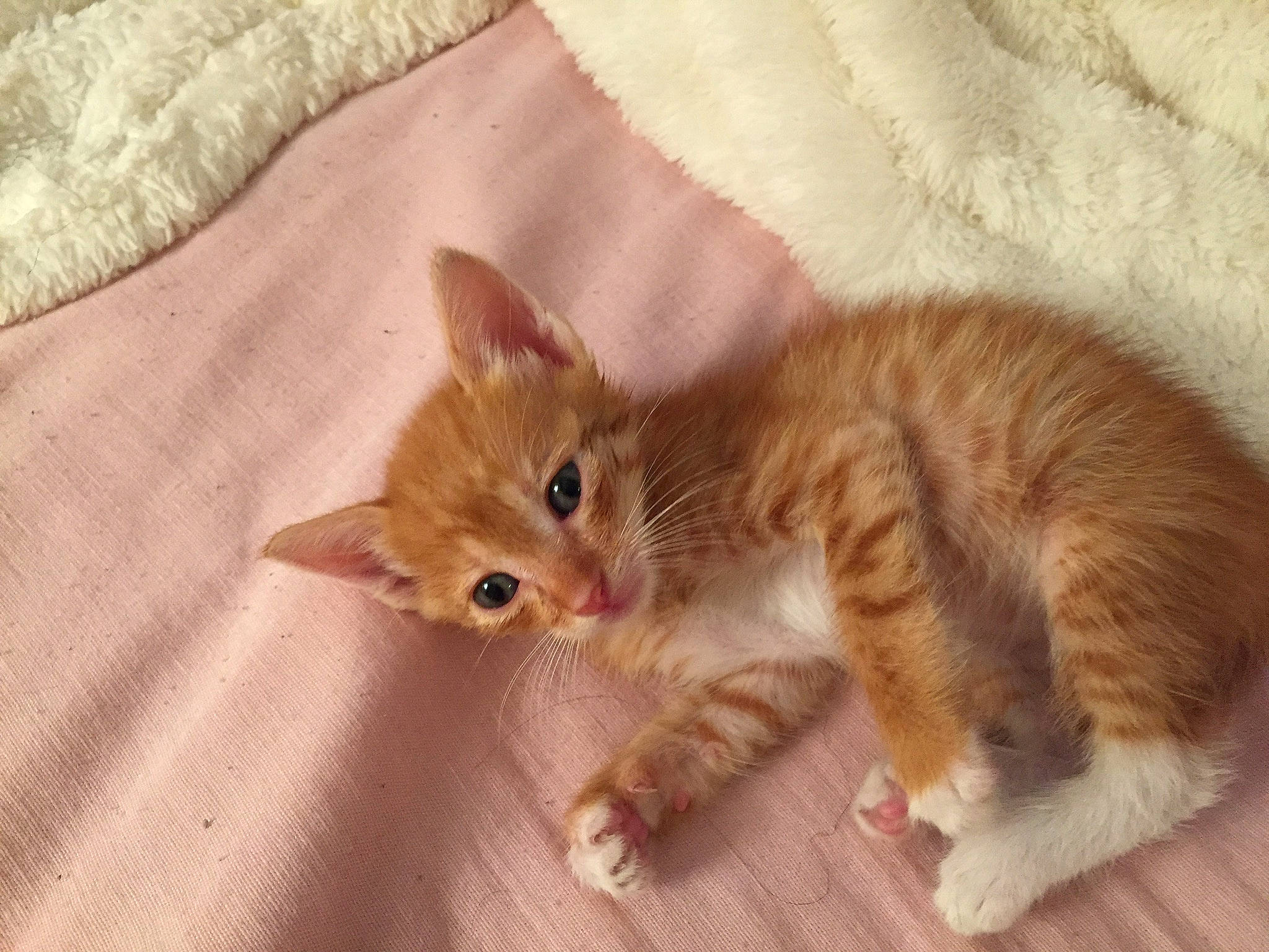 Butch is registered to the contest to win money with this photo: carnivore, cat, cat_toy, claw, domestic_short_haired_cat, fawn, felidae, fur, paw, small_to_medium_sized_cats, snout, tail, whiskers, wood