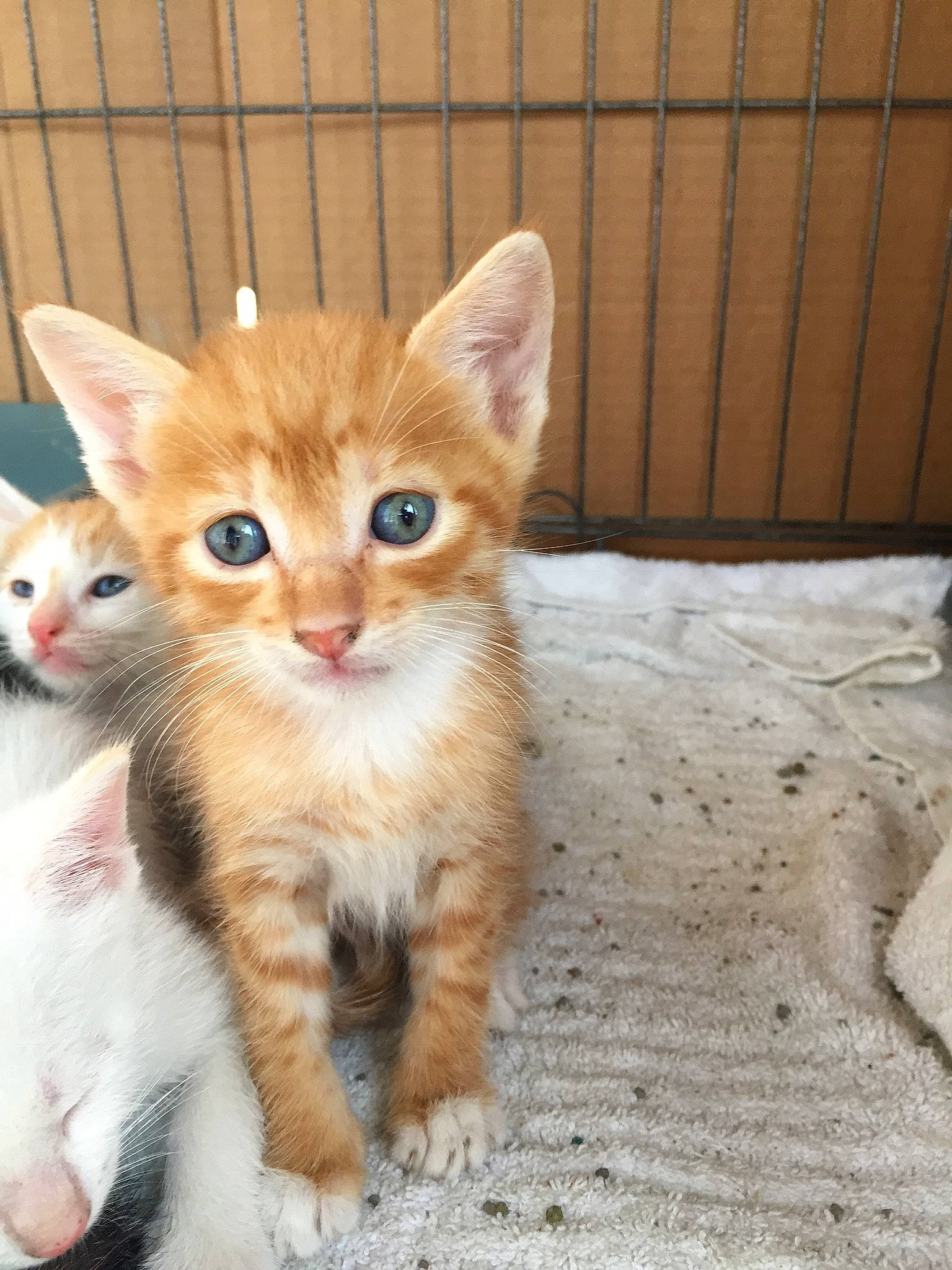 Butch joined the competition — help win amazing prizes! carnivore, cat, claw, domestic_short_haired_cat, fawn, felidae, foot, fur, paw, small_to_medium_sized_cats, tail, whiskers, wood