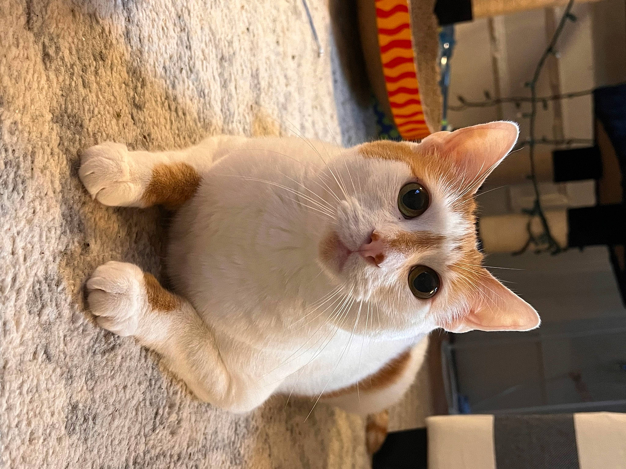 Sunny joined the competition — help win amazing prizes! carnivore, cat, claw, collar, domestic_short_haired_cat, fawn, felidae, fur, paw, small_to_medium_sized_cats, snout, tail, terrestrial_animal, whiskers, wood