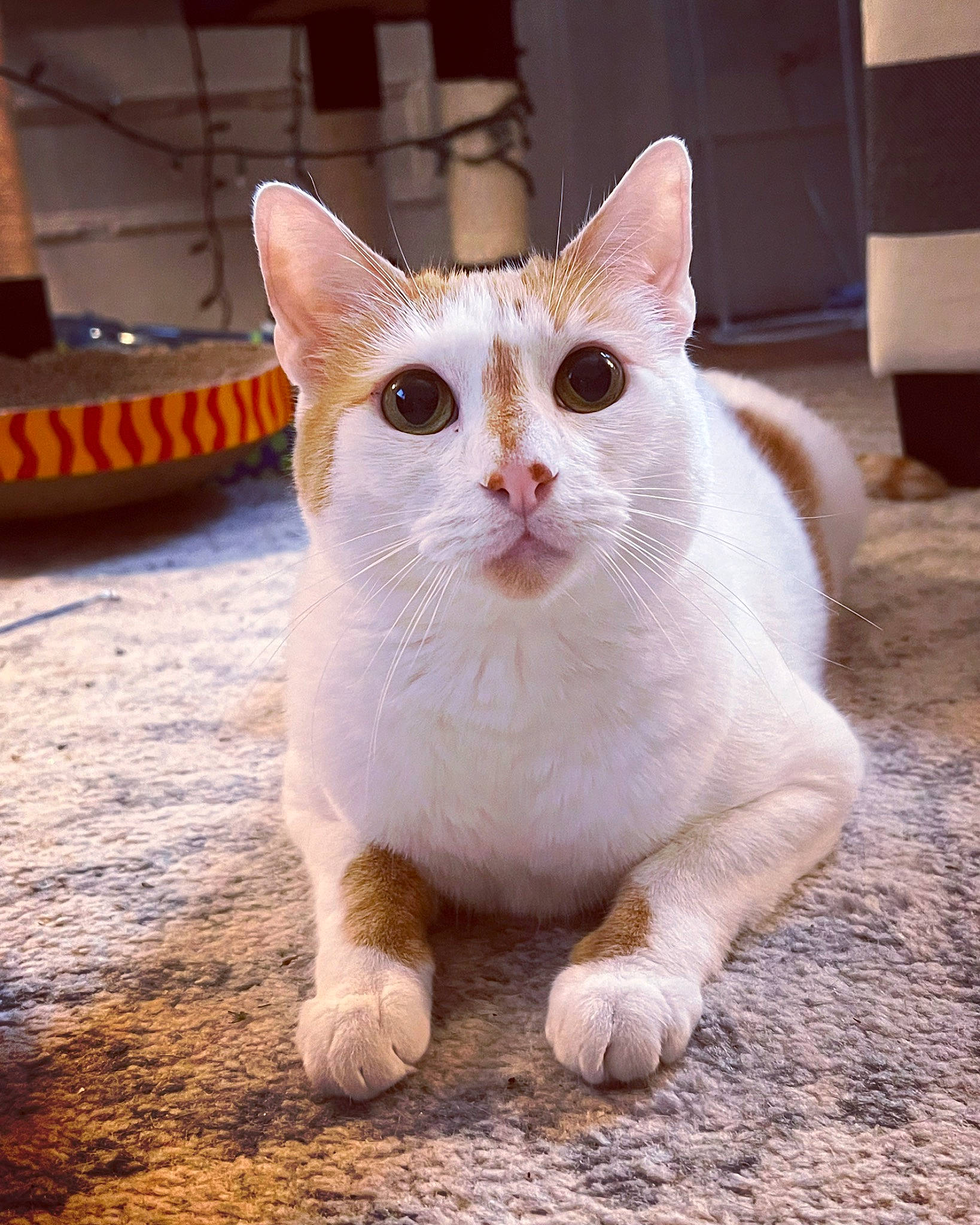 Sunny joined the competition — help win amazing prizes! carnivore, cat, domestic_short_haired_cat, fawn, felidae, flooring, fur, paw, photo_caption, small_to_medium_sized_cats, snout, tail, terrestrial_animal, vehicle_registration_plate, whiskers, window, wood