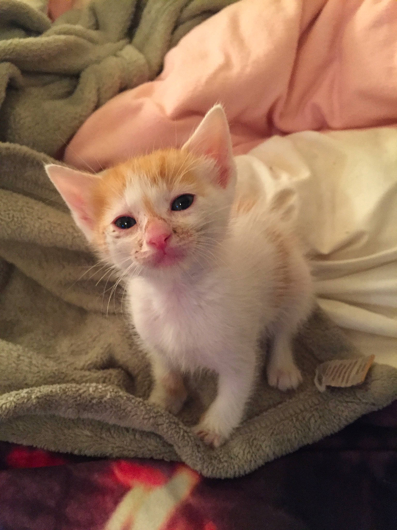 Sunny joined the competition — help win amazing prizes! carnivore, cat, claw, comfort, domestic_short_haired_cat, fawn, felidae, fur, linens, paw, sitting, small_to_medium_sized_cats, snout, tail, terrestrial_animal, whiskers