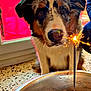 dog, pet, tricolor, close_up, sparkler, food_bowl, wet_food, nose, eyes, fur, ears, indoor, window, tile_floor, celebration, curious, portrait, person_arm, red_background, spark