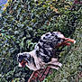 dog, australian_shepherd, merle, pet, canine, grass, backyard, garden, ivy, foliage, brick_border, fence, shrubs, lawn, outdoor, side_profile, fur, tongue, panting, nature