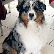 Togo a rejoint le concours — aidez-le/la à gagner de superbes lots ! dog, australian_shepherd, blue_merle, tricolor, pet, sitting, indoors, tile_floor, table, chair, snack_bags, fluffy, fur, paws, attentive, eyes, nose, portrait, domestic_interior, companion