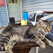 Clementine joined the competition — help win amazing prizes! cat, tabby_cat, animal, pet, feline, yellow_eyes, fur, table, porch, plastic_chair, cushion, blue_tumbler, yellow_candle, speaker, door, wooden_floor, relaxing, outdoor, furniture, casual