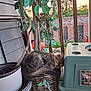 Clementine joined the competition — help win amazing prizes! cat, tabby_cat, basket, plant, porch, potted_plant, wooden_floor, greenery, sunset, brick_building, window, outdoor, pet, sleeping, animal, feline, tail, leaf, container, resting
