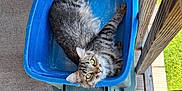 Clementine joined the competition — help win amazing prizes! cat, tabby_cat, blue_container, wooden_porch, plant_pots, greenery, outdoor, pet, animal, relaxing, curious, looking_up, flooring, bare_foot, painted_toenails, natural_light, cozy, domestic, feline, home