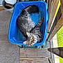 cat, tabby_cat, blue_container, wooden_porch, plant_pots, greenery, outdoor, pet, animal, relaxing, curious, looking_up, flooring, bare_foot, painted_toenails, natural_light, cozy, domestic, feline, home