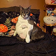 Whiskey joined the competition — help win amazing prizes! cat, gray_and_white, sitting, bed, blanket, pillow, mushroom_pattern, plush_toys, shelf, brown_wall, indoor, pet, feline, fur, cute, animal, domestic, cozy, looking_at_camera, resting