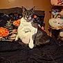 animal, bed, blanket, brown_wall, cat, cozy, cute, domestic, feline, fur, gray_and_white, indoor, looking_at_camera, mushroom_pattern, pet, pillow, plush_toys, resting, shelf, sitting