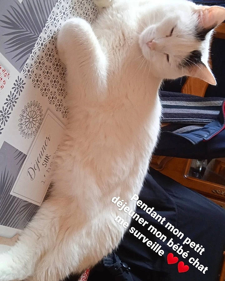 Pulco a rejoint le concours — aidez-le/la à gagner de superbes lots ! carnivore, cat, claw, comfort, domestic_short_haired_cat, ear, fawn, felidae, font, fur, gesture, nail, paw, photo_caption, small_to_medium_sized_cats, tail, whiskers, white