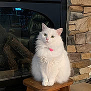 Izzy is registered to the contest to win money with this photo: cat, white_cat, fluffy, pet, indoor, stool, fireplace, stone_wall, feline, domestic_animal, pink_collar, sitting, looking_at_camera, wooden_stool, house, cozy, fur, green_eyes, animal, calm