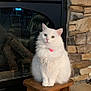 cat, white_cat, fluffy, pet, indoor, stool, fireplace, stone_wall, feline, domestic_animal, pink_collar, sitting, looking_at_camera, wooden_stool, house, cozy, fur, green_eyes, animal, calm