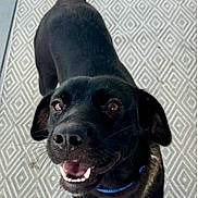 Daisy is registered to the contest to win money with this photo: dog, black_dog, pet, smiling, tail, collar, indoor, floor, carpet, patterned_rug, looking_up, happy, canine, ears, animal, friendly, domestic_animal, mammal, playful, cute