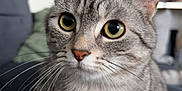 Ulma participe au concours pour gagner de l'argent avec cette photo : cat, tabby, close_up, indoor, pet, animal, feline, whiskers, ears, eyes, fur, domestic, cute, portrait, sitting, curious, gray, striped, household, soft_focus