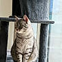 Ulma participe au concours pour gagner de l'argent avec cette photo : cat, tabby, grey_cat, feline, pet, indoor, cat_tree, plush, window, natural_light, sitting, looking_away, whiskers, ears, fur, animal, domestic_cat, cute, calm, household