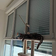 Ulma a rejoint le concours — aidez-le/la à gagner de superbes lots ! animal, blinds, cat, cat_tree, cozy, domestic_cat, fur, furniture, home, indoor, pet, quiet, relaxing, resting, scratching_post, sunlight, tabby_cat, tail, toy, window