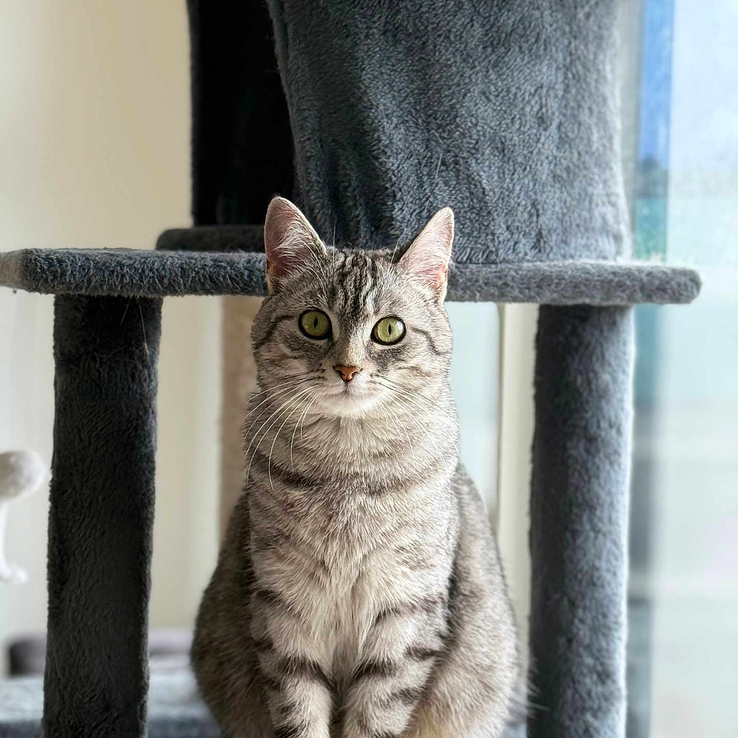 Ulma a rejoint le concours — aidez-le/la à gagner de superbes lots ! animal, cat, cat_tree, cozy, curious, daylight, domestic_cat, ears, feline, fur, gray, green_eyes, indoor, looking_at_camera, pet, sitting, soft_texture, tabby, whiskers, window